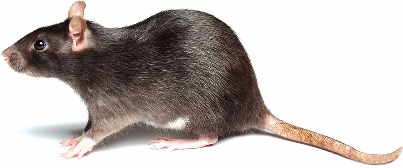 Cómo Ahuyentar Ratas y Ratones